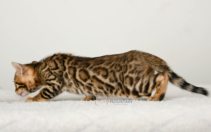 Bengal kitten for sale